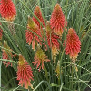 Kniphofia 'Papaya Popsicle' - Fackellilie