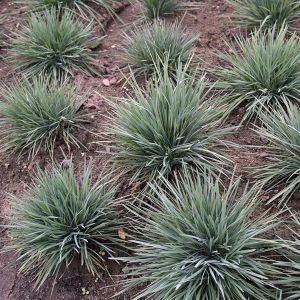 Koeleria glauca - Schillergras