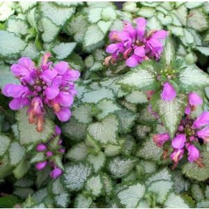 Lamium maculatum 'Beacon Silver' - Taubnessel 