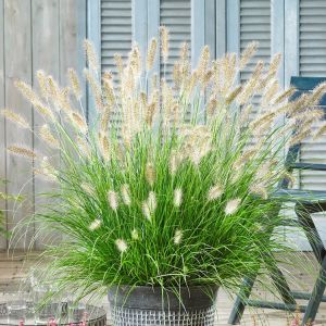 Pennisetum alopecuroides ‘Hameln’ – Lampenputzergras mit cremeweißen Blütenähren