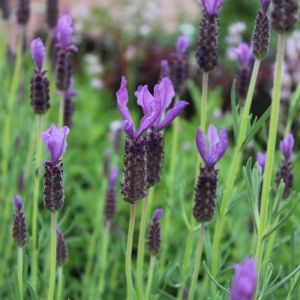 Lavandula stoechas 'Helmsdale' - Lavendel