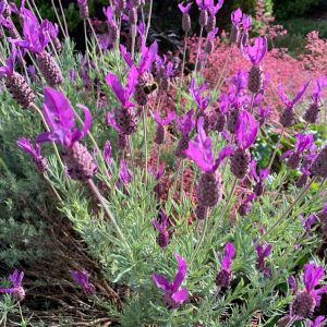 Lavandula stoechas 'Papillon' - Lavendel