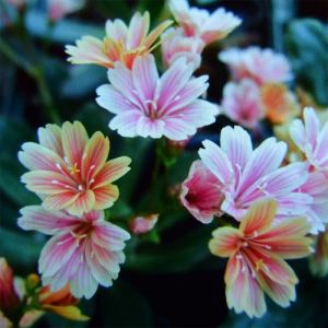 Lewisia cotyledon 'Rainbow' - Porzellanröschen