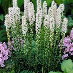 Liatris spicata 'Alba' - Prachtscharte