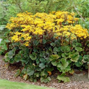 Ligularia dentata 'Othello' - Greiskraut