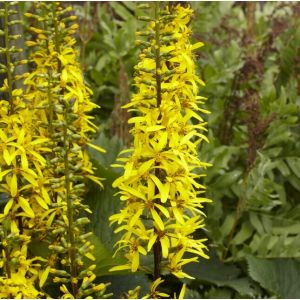 Ligularia przewalskii - Greiskraut