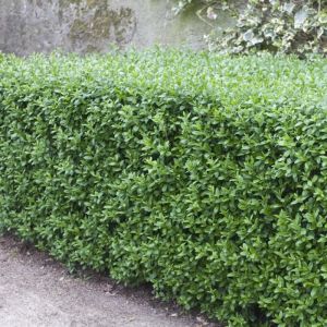 Ligustrum vulgare - Liguster