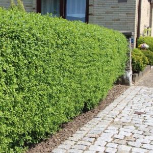 Ligustrum vulgare 'Atrovirens' - Liguster