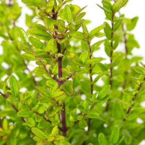 Heckenmyrte (Lonicera nitida)  Immergrner Bodendecker fr schattige  Grten | Grnes Paradies