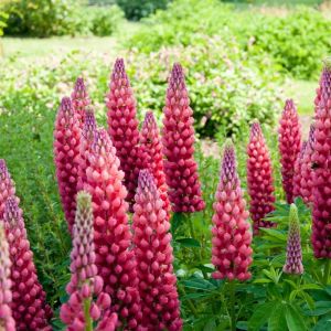 Lupinus 'Gallery Red' - Lupine