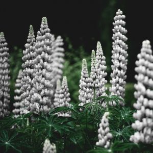 Lupinus 'Gallery White' - Lupine