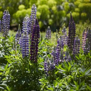 Lupinus 'The Governor' - Lupine