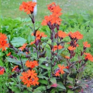 Lychnis arkwrightii 'Vesuvius' - Lichtnelke
