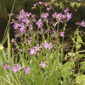 Lychnis flos-cuculi - Kuckucks Lichtnelke