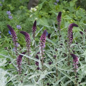 Lysimachia atropurpurea - Gilbweiderich