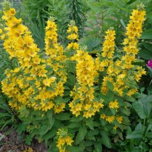 Lysimachia punctata - Gilbweiderich