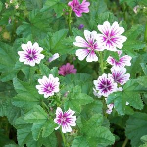 Malva sylvestris 'Zebrina' - Malve