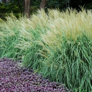 Miscanthus sinensis 'Adagio' - Chinaschilf