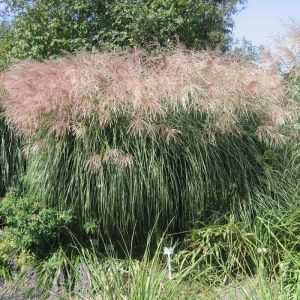 Miscanthus sinensis 'Graziella' - Chinaschilf
