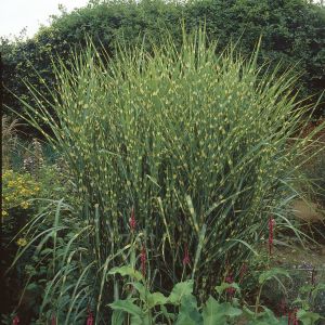 Miscanthus Strictus - Chinaschilf
