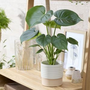 Monstera deliciosa - Fensterblatt