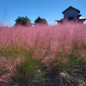Muhlenbergia capillaris - Rosa Haargras