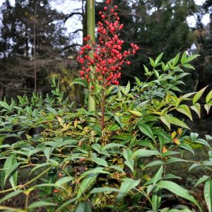 Nandina domestica - Himmelsbambus