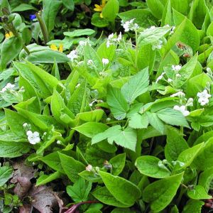 Omphalodes verna 'Alba' - Nabelnüsschen