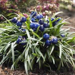 Ophiopogon japonicus 'Minor' - zwergiger Schlangenbart
