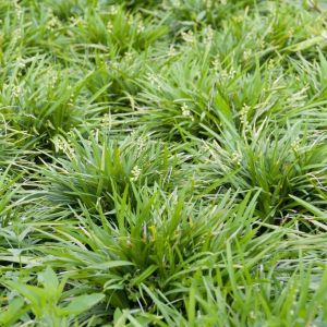 Ophiopogon planiscapus - Schlangenbart