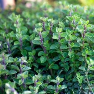 Origanum vulgare - Oregano