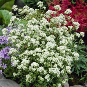 Origanum vulgare ‘Album’ – Dost