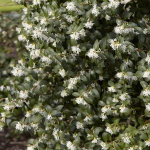 Osmanthus burkwoodii - Duftblüte
