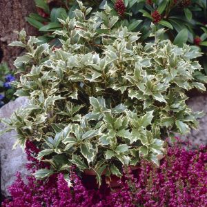 Osmanthus heterophyllus 'Variegatus'- Duftblüte