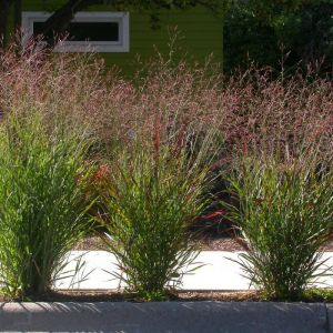 Panicum virgatum - Ruten-Hirse