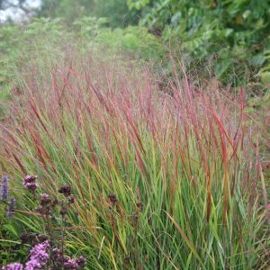 Panicum virgatum 'Rehbraun' - Ruten-Hirse