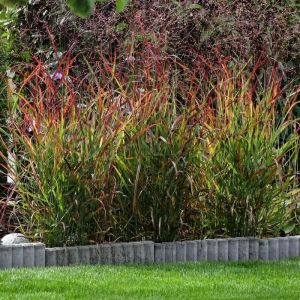 Panicum virgatum 'Rotstrahlbusch' - Ruten-Hirse