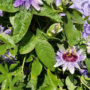 Passionsblume kaufen | Grnes Paradies