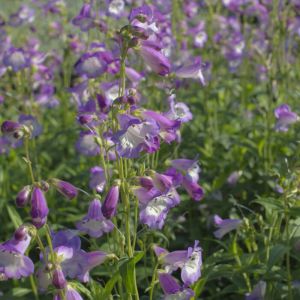 Penstemon 'Alice Hindley' - Bartfaden