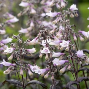 Penstemon ‘Dark Towers’ - Bartfaden Penstemon ‘Dark Towers’ - Bartfaden