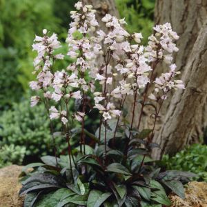Penstemon digitalis 'Husker Red' - Bartfaden