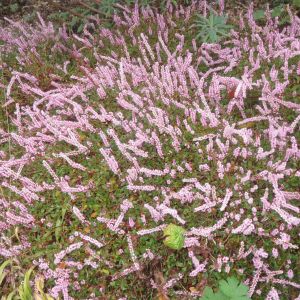 Persicaria vacciniifolia - Knöterich