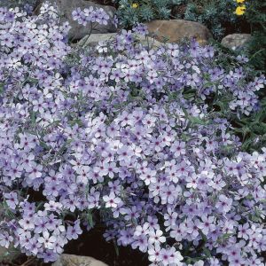 Phlox divaricata 'Chattahoochee' - Flammenblume