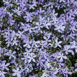 Phlox divaricata 'Clouds of Perfume' - Flammenblume