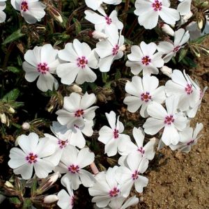 Phlox subulata 'Amazing Grace' - Flammenblume