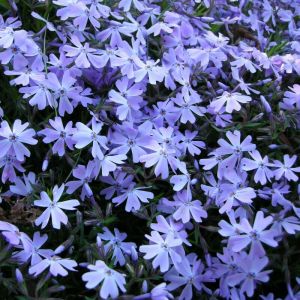 Phlox subulata 'Fabulous Blue Violet' - Flammenblume