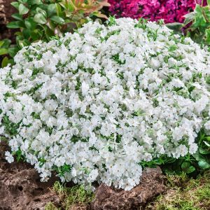 Phlox subulata 'Maischnee' - Flammenblume