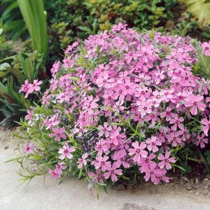 Phlox subulata 'Moerheimii' - Flammenblume