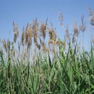 Phragmites australis - Schilfrohr