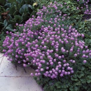 Phuopsis stylosa - Scheinwaldmeister